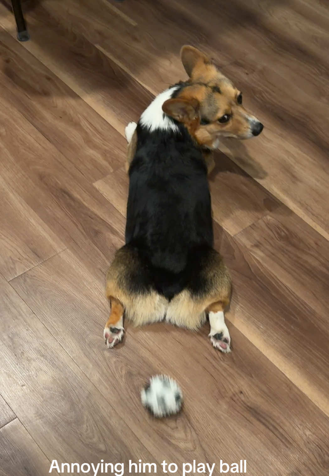 @hasbithecorgi