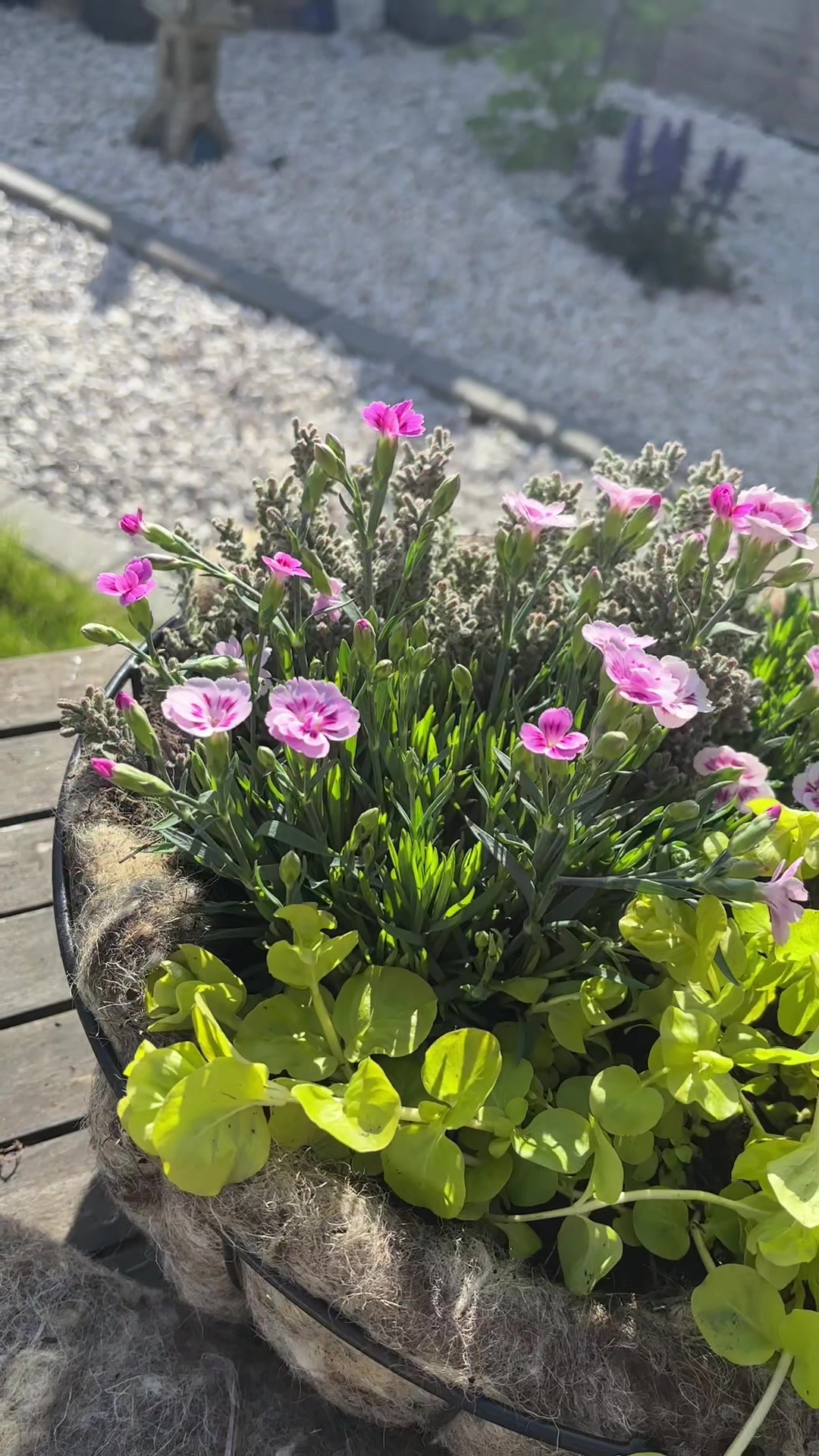 @Georgie | Gardening
