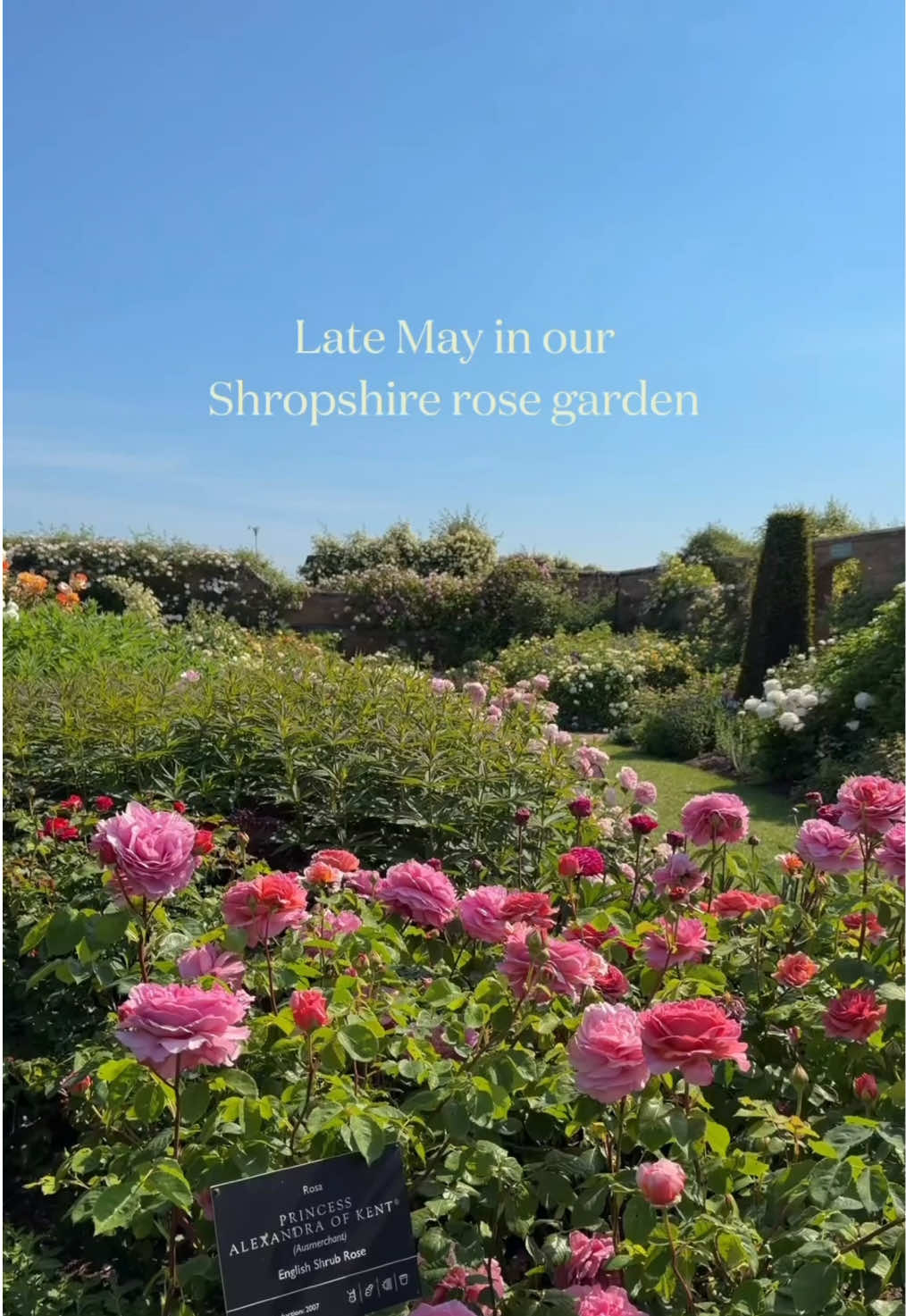 @David Austin Roses