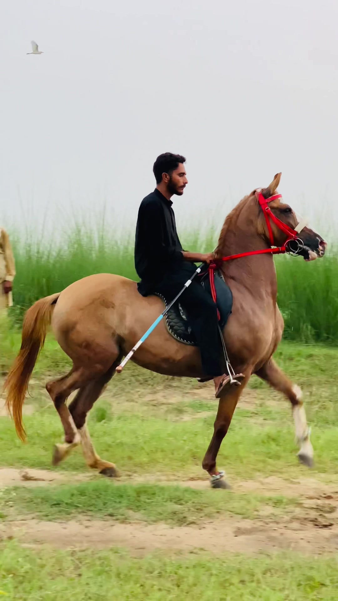 @Ch Hammad bokan ♥️🐎