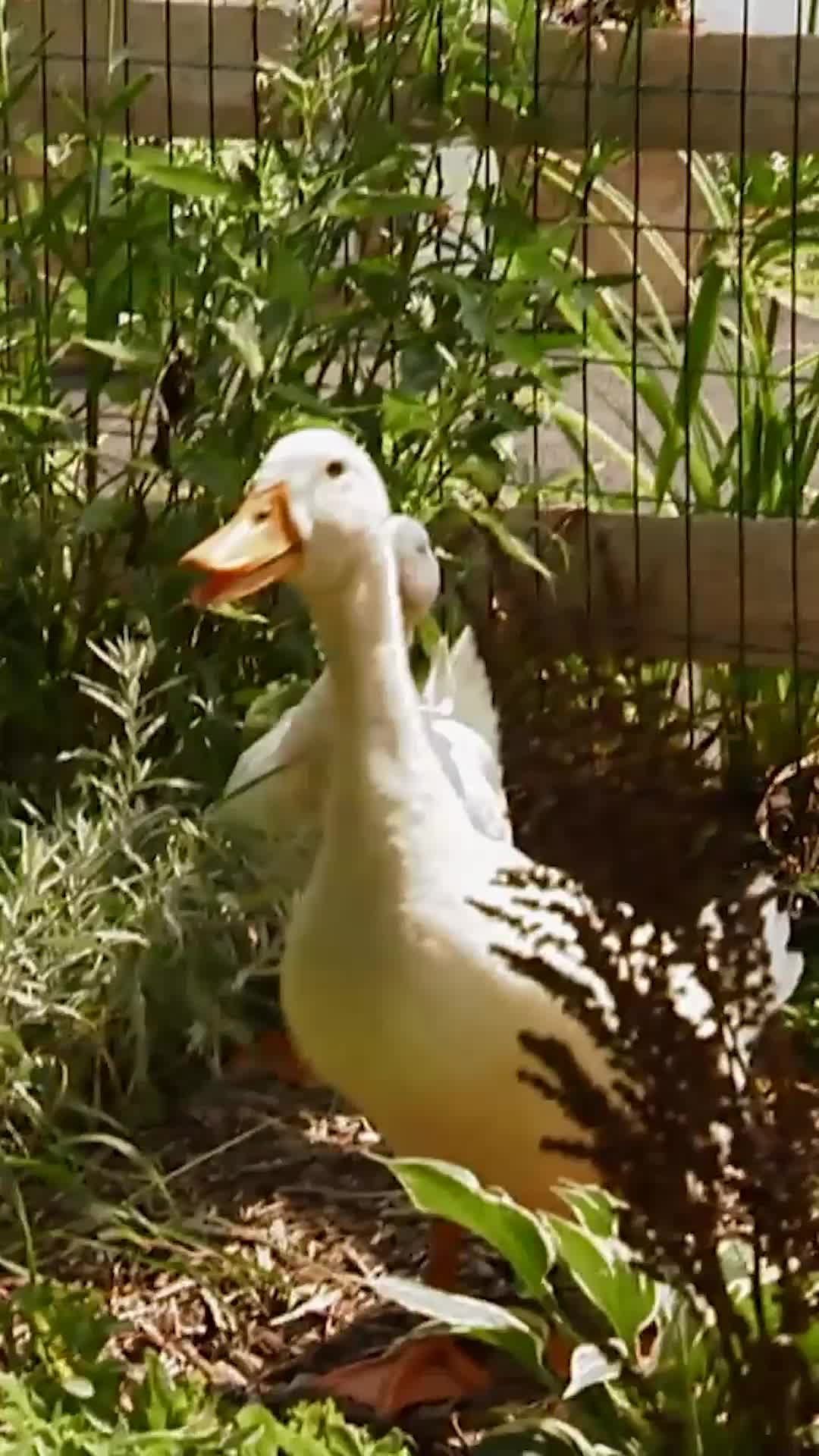 @Animal Planet