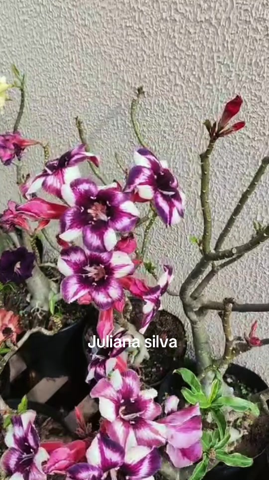 @Juliana silva