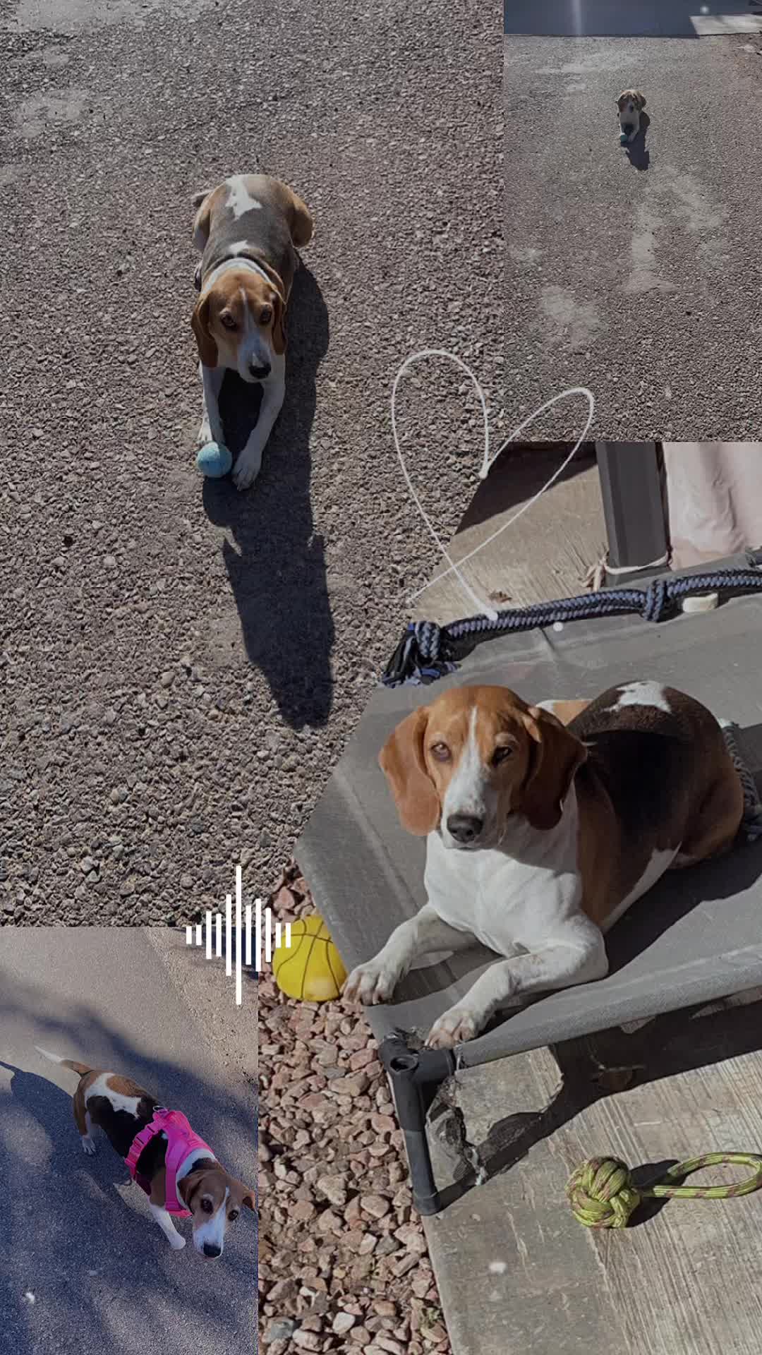 @Adventures of sky the beagle