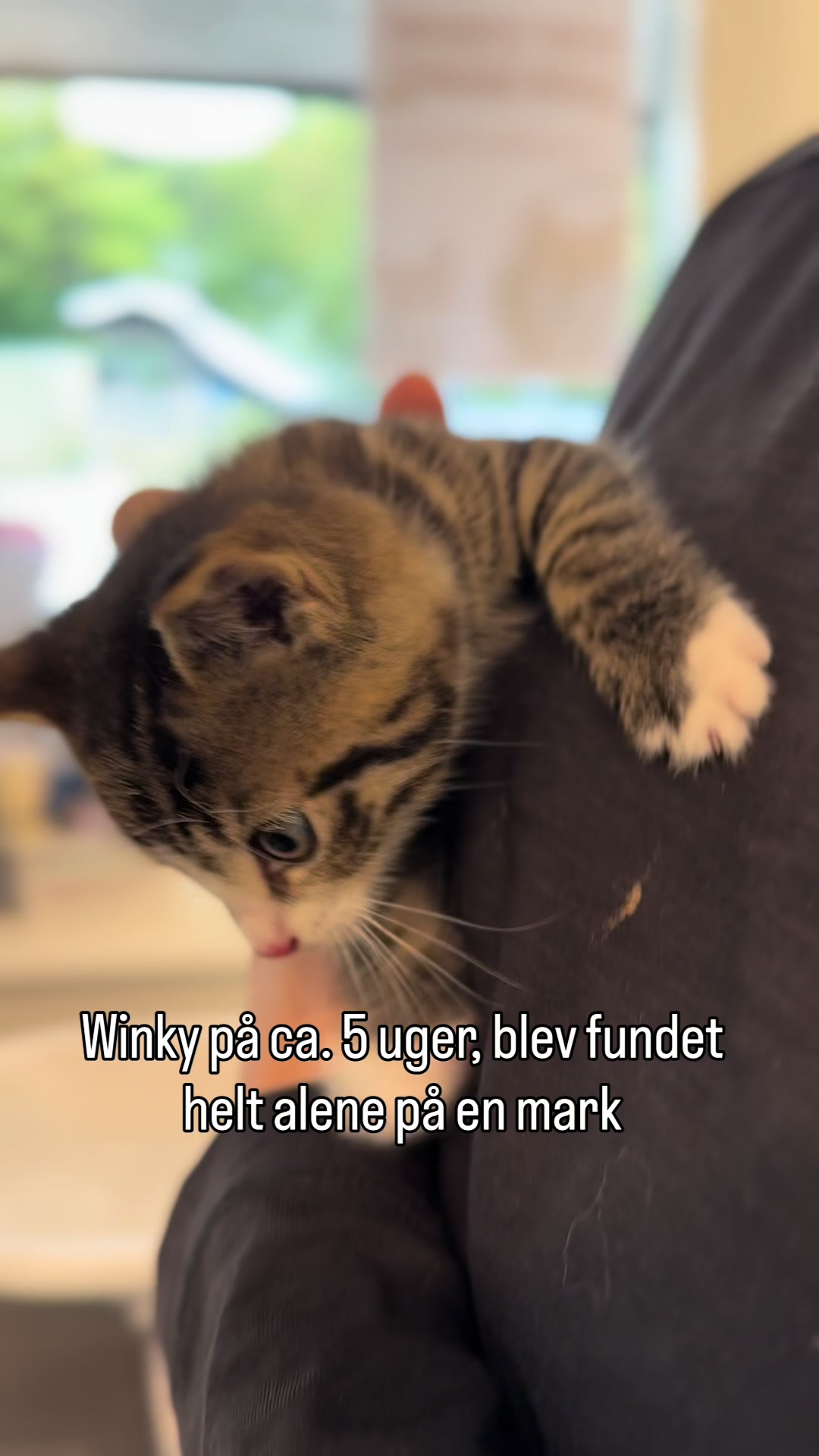 @Dyrenes Beskyttelse Århus