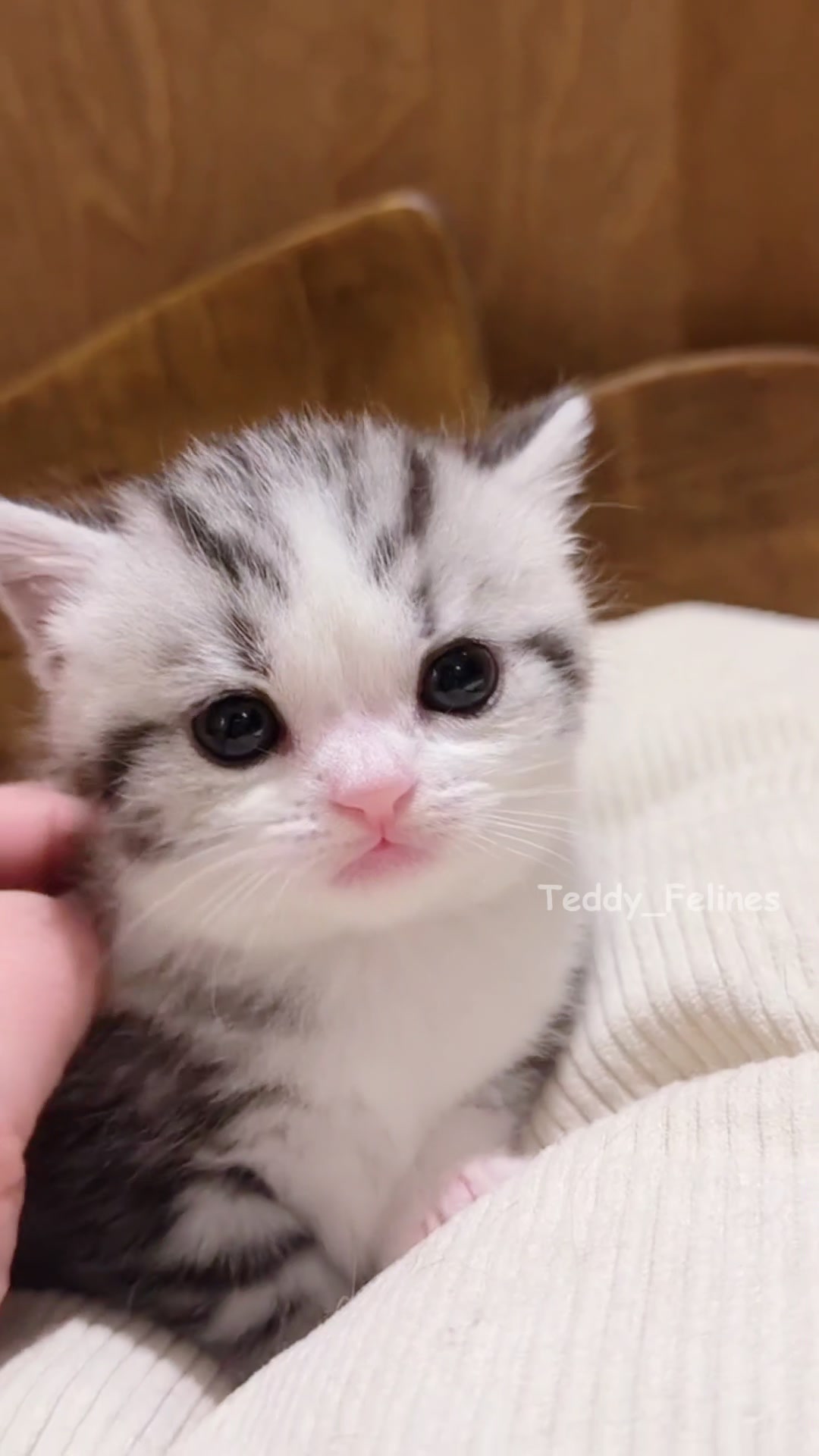 @Teddy_Felines 🧸🐾