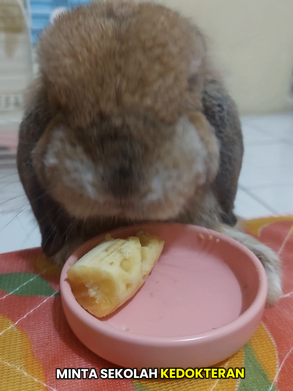 @Zada The Bunny
