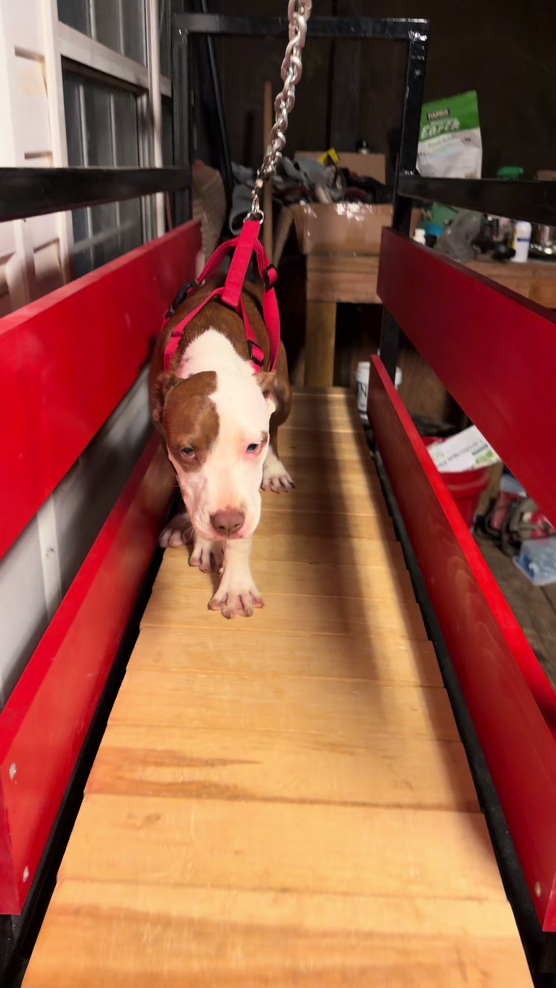 @WorldGoneMadKennels