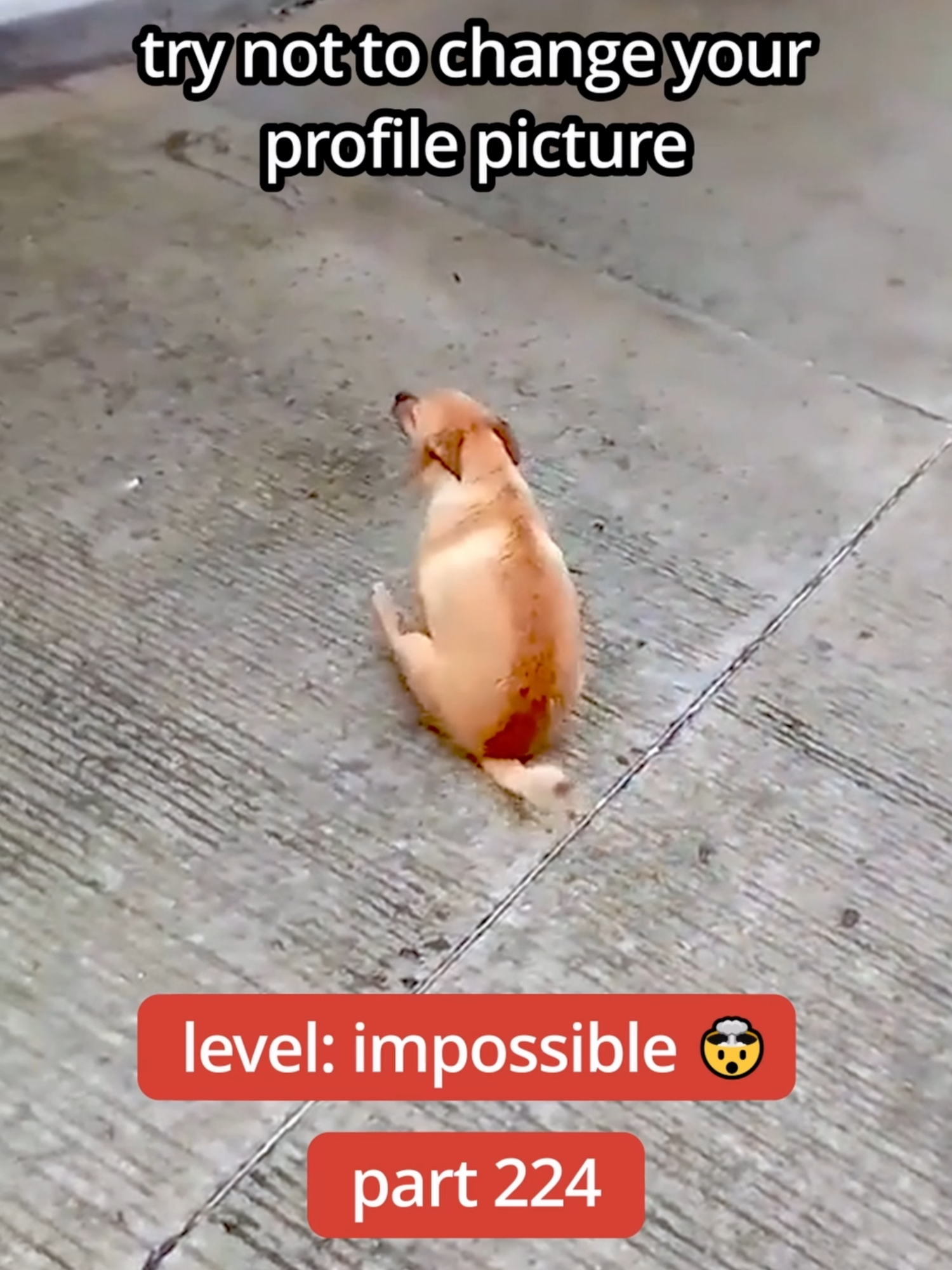 @DailyGoose