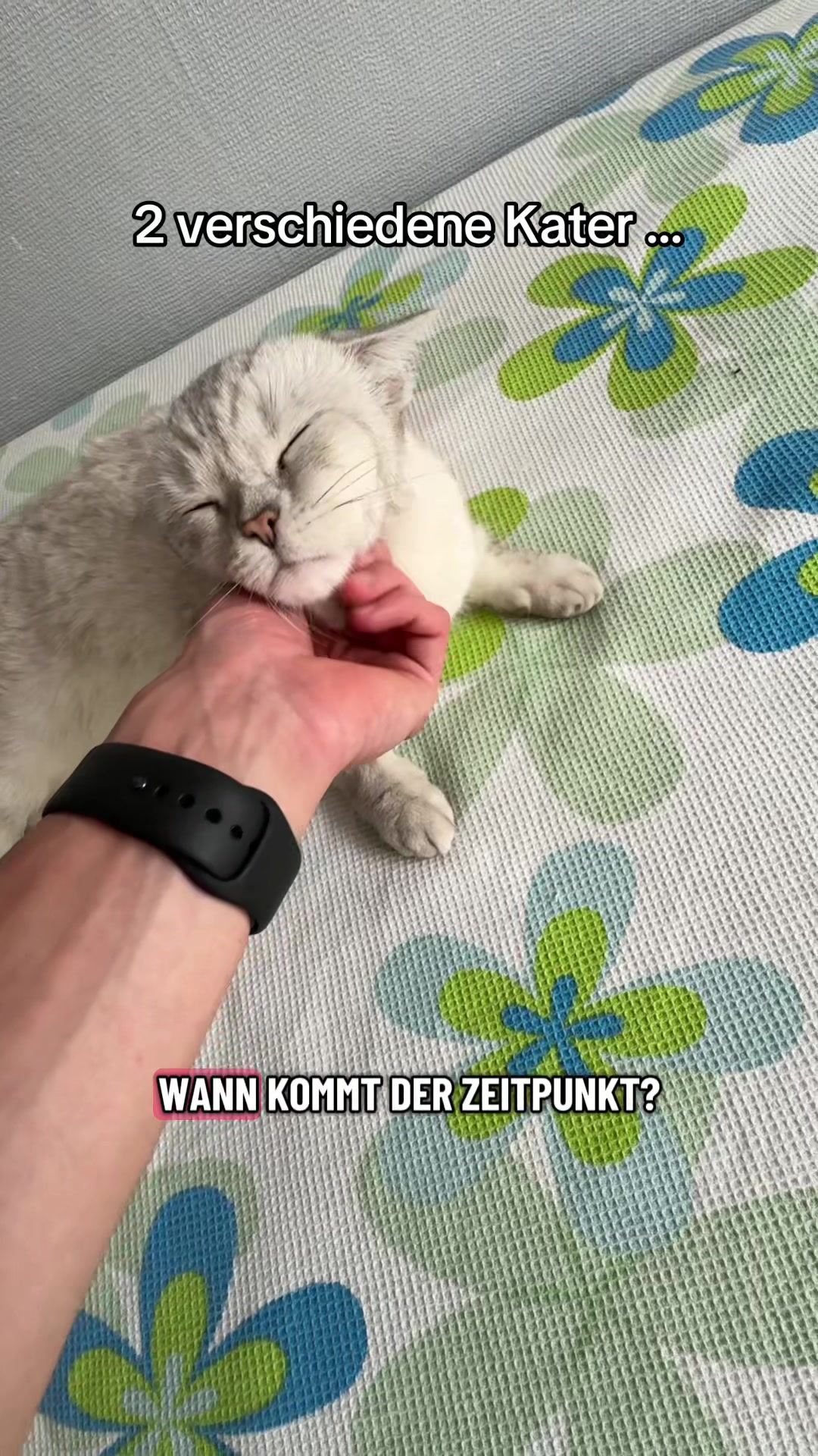 @akinimeckche