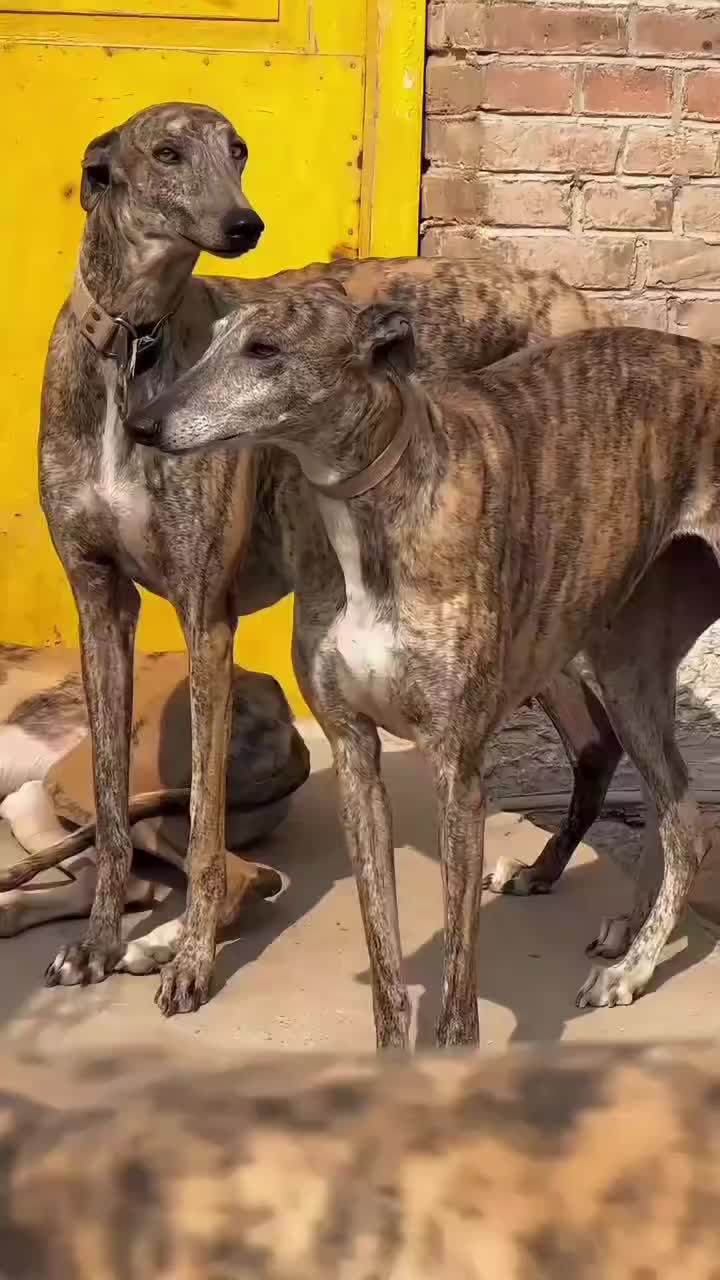 @Gₕₐₗₑₘ_Mₒₙₐcₒ🇪🇸🇪🇸
