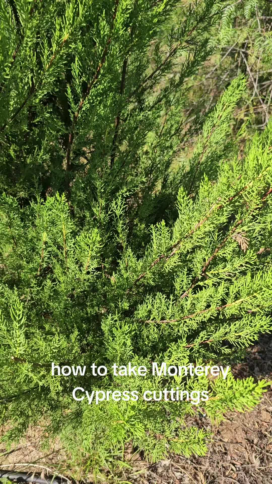@North County Bonsai