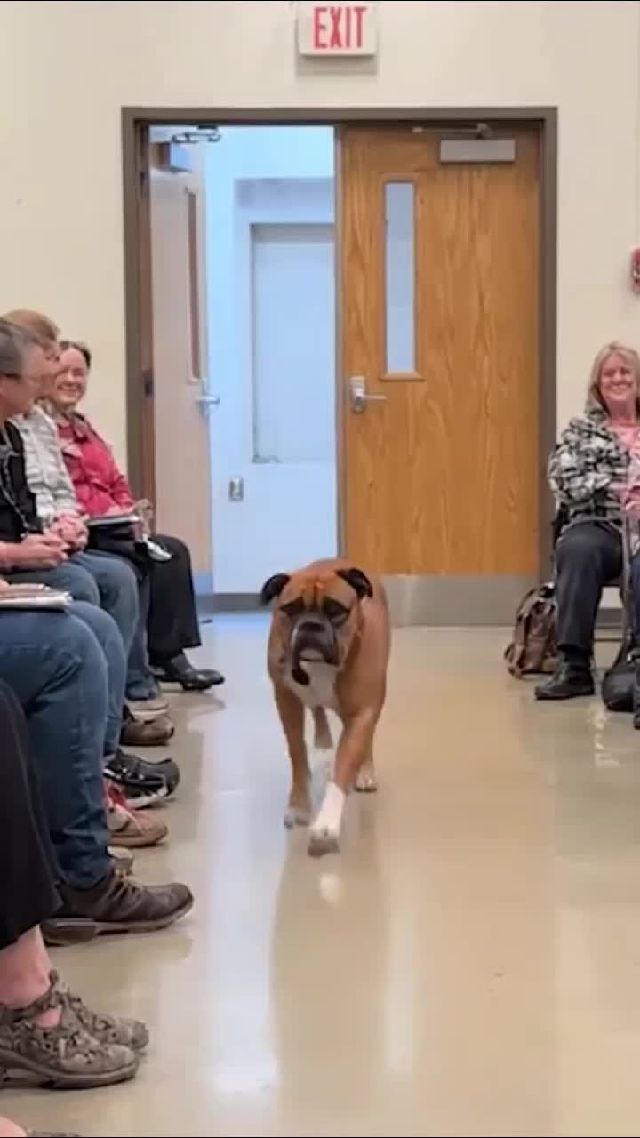 @dogadoption