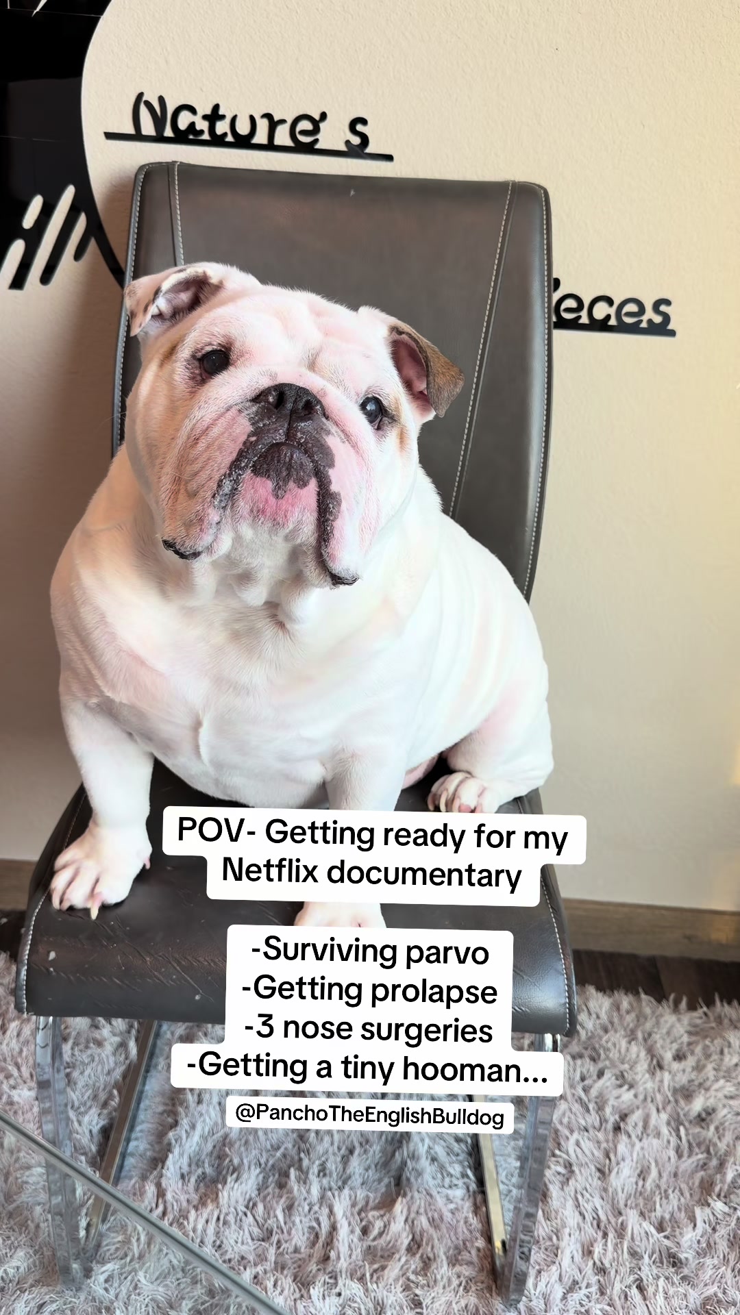 @PanchoTheEnglishBulldog