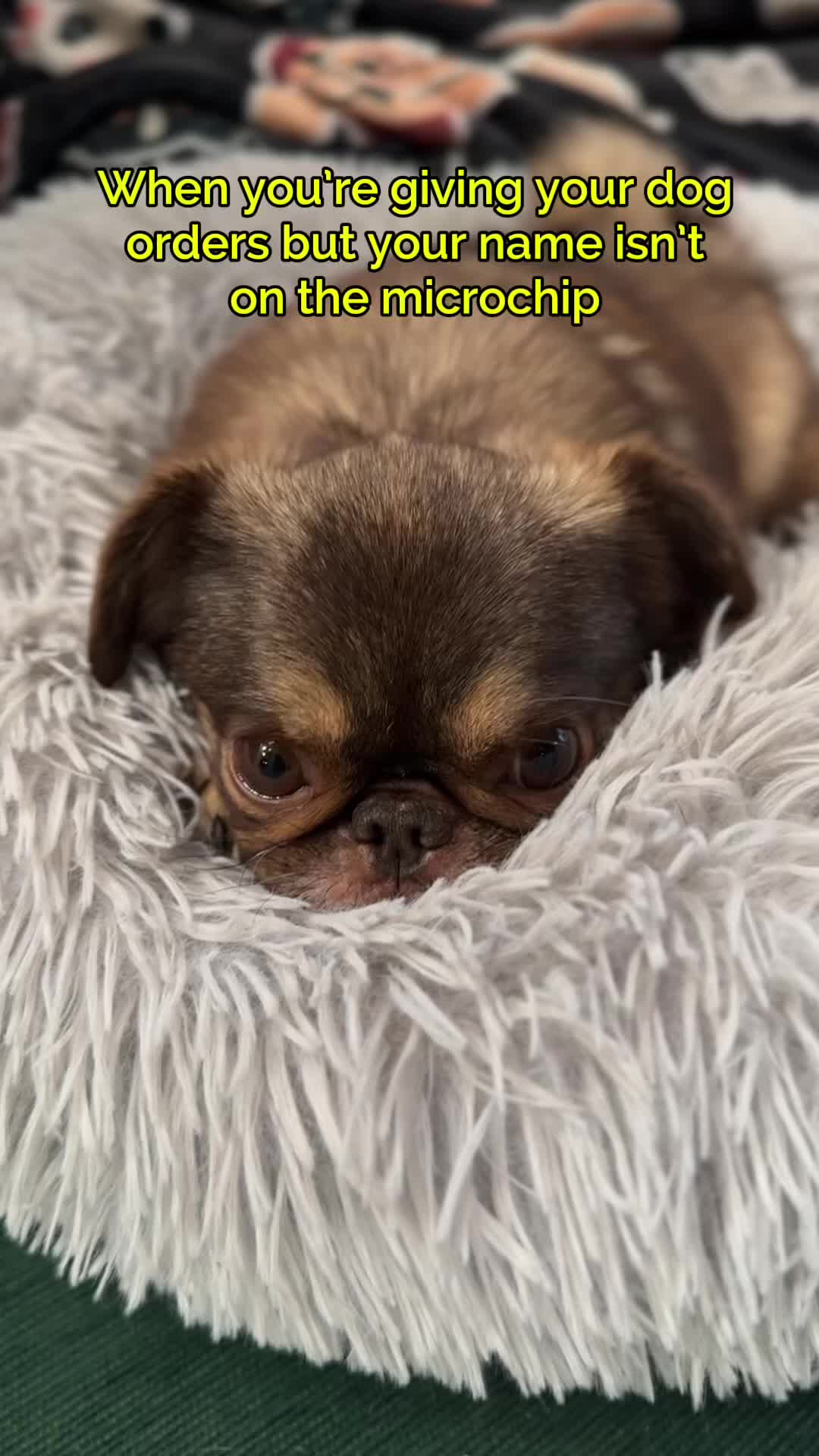 @ChilliThePug