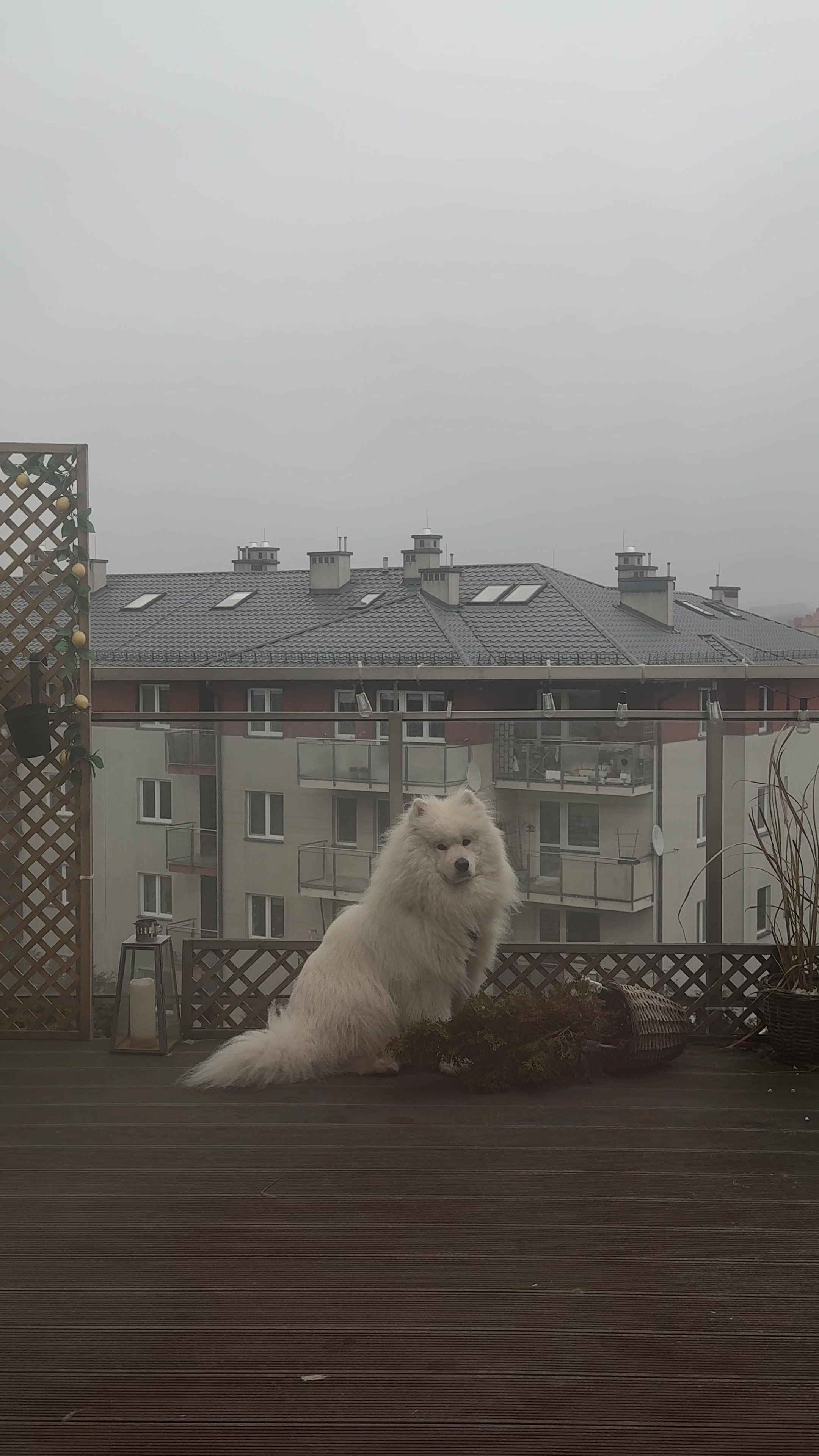 @Samoyed.Kokos