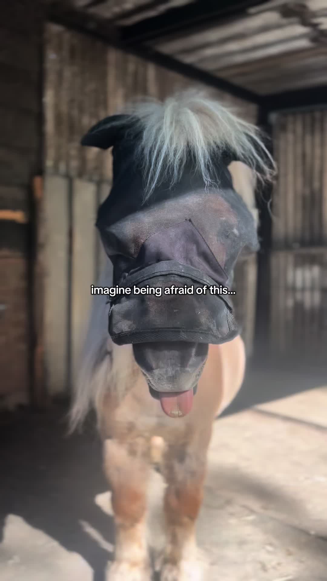@idh_horses