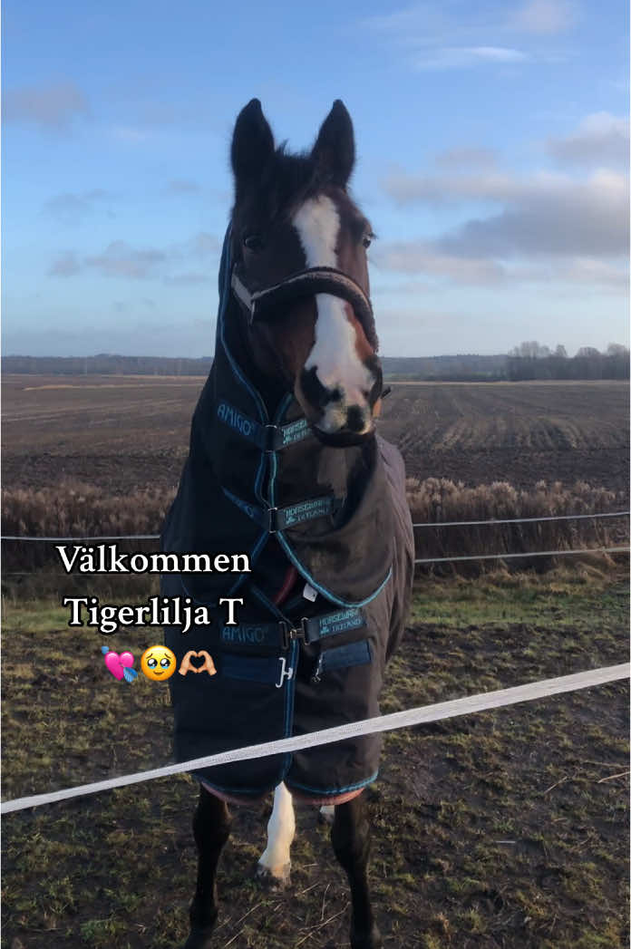 @🇸🇪Meja Karlsson🇸🇪