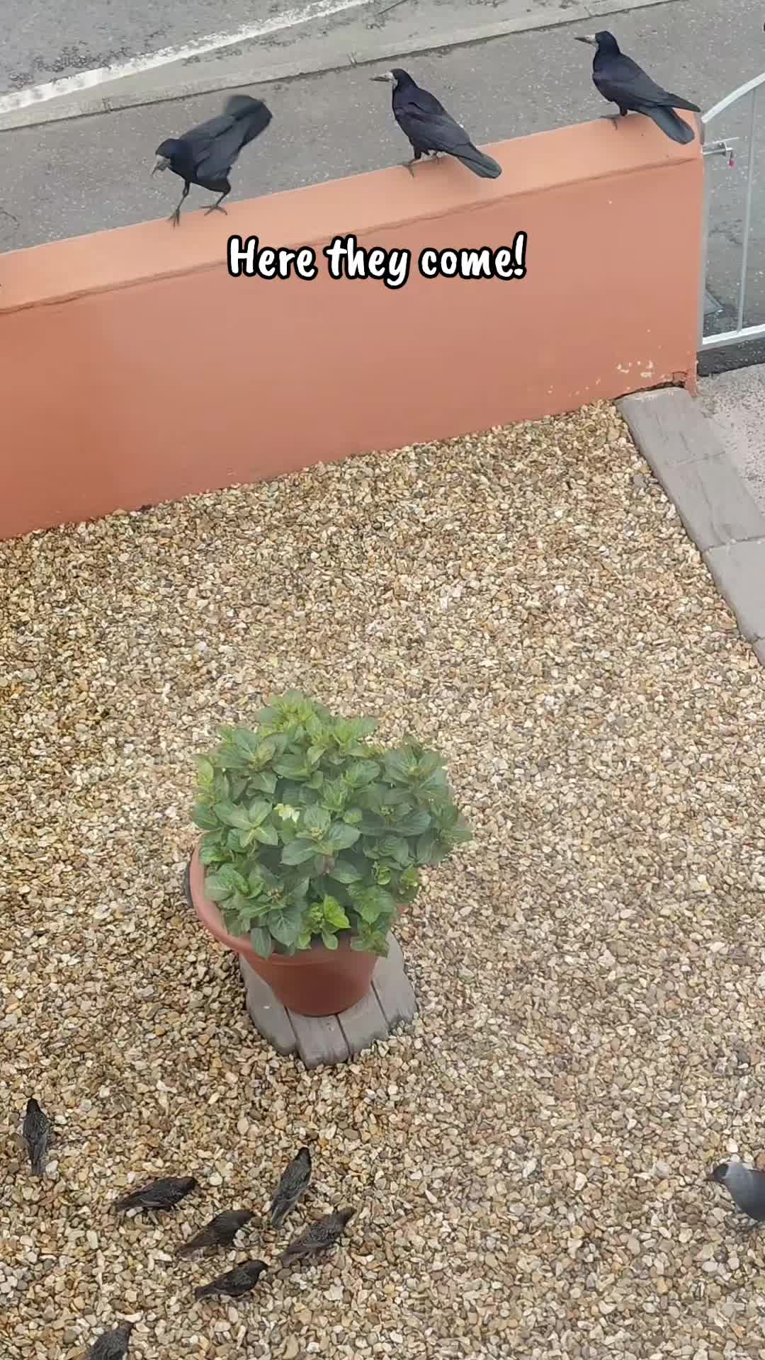 @Snap Clickle