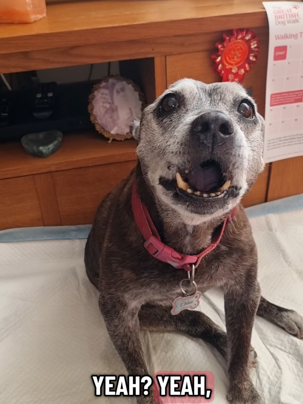 @Chloe The Staffy