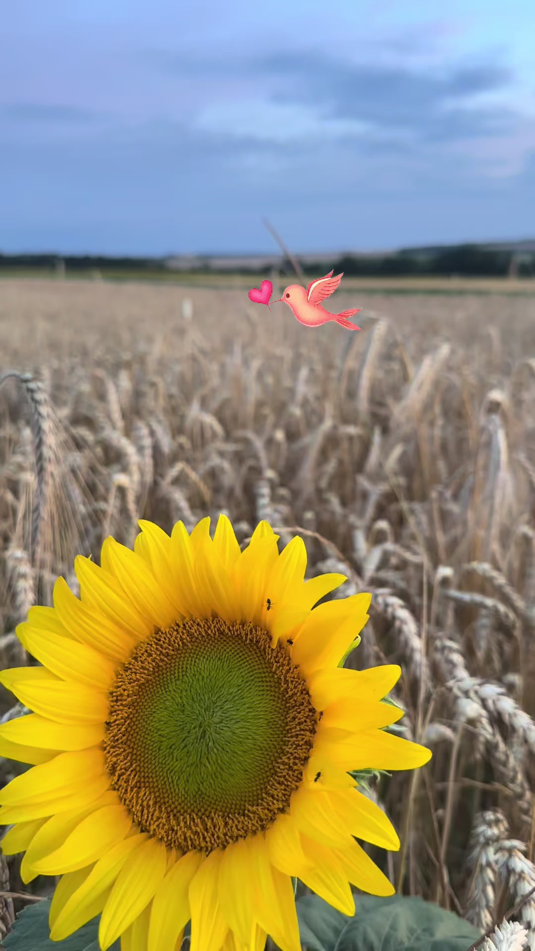@Володимирівна 🌸❤️