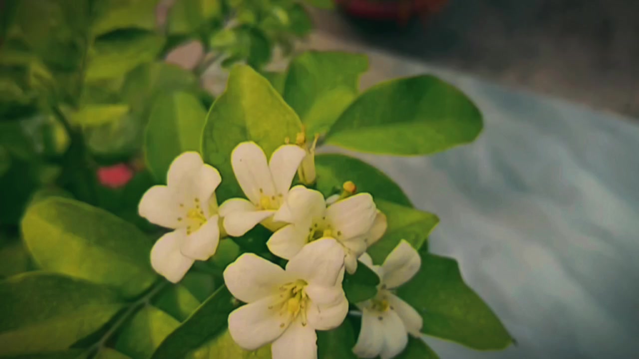 @প্যাঁচা..🦉