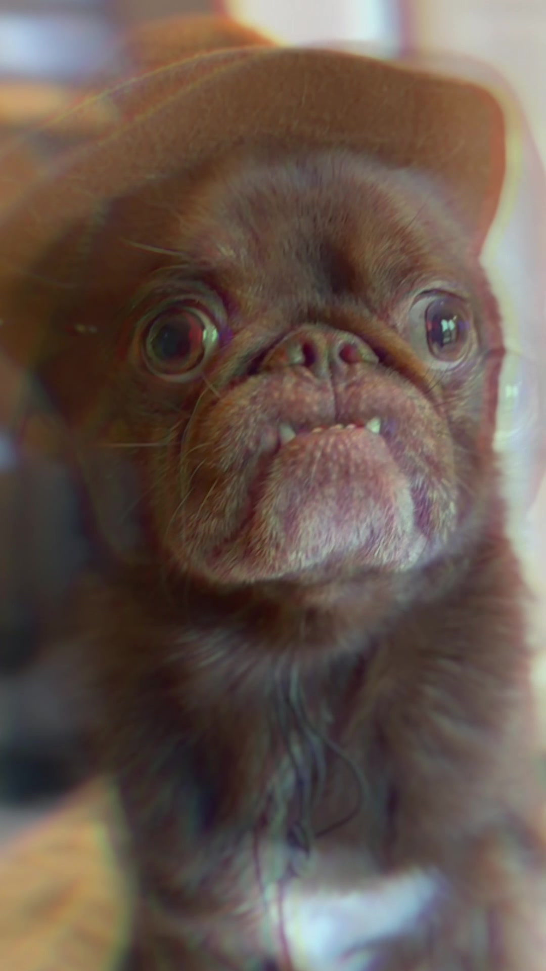 @ChilliThePug