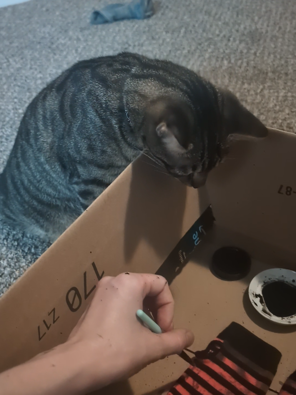@ʟɪᴢᴢɪᴇ
