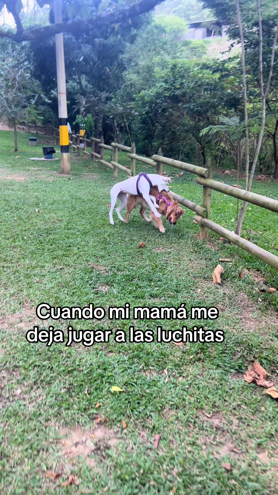 @Mila 🐶