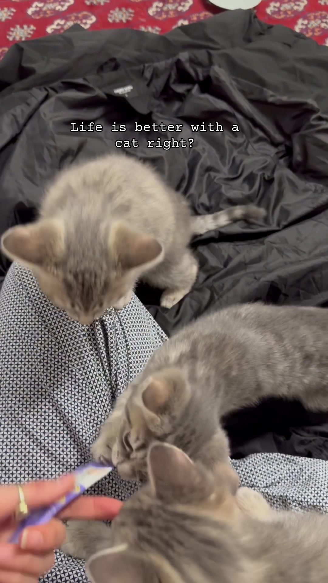 @katze