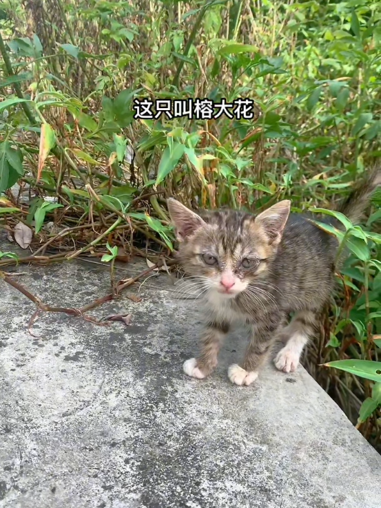 @animal family 0302