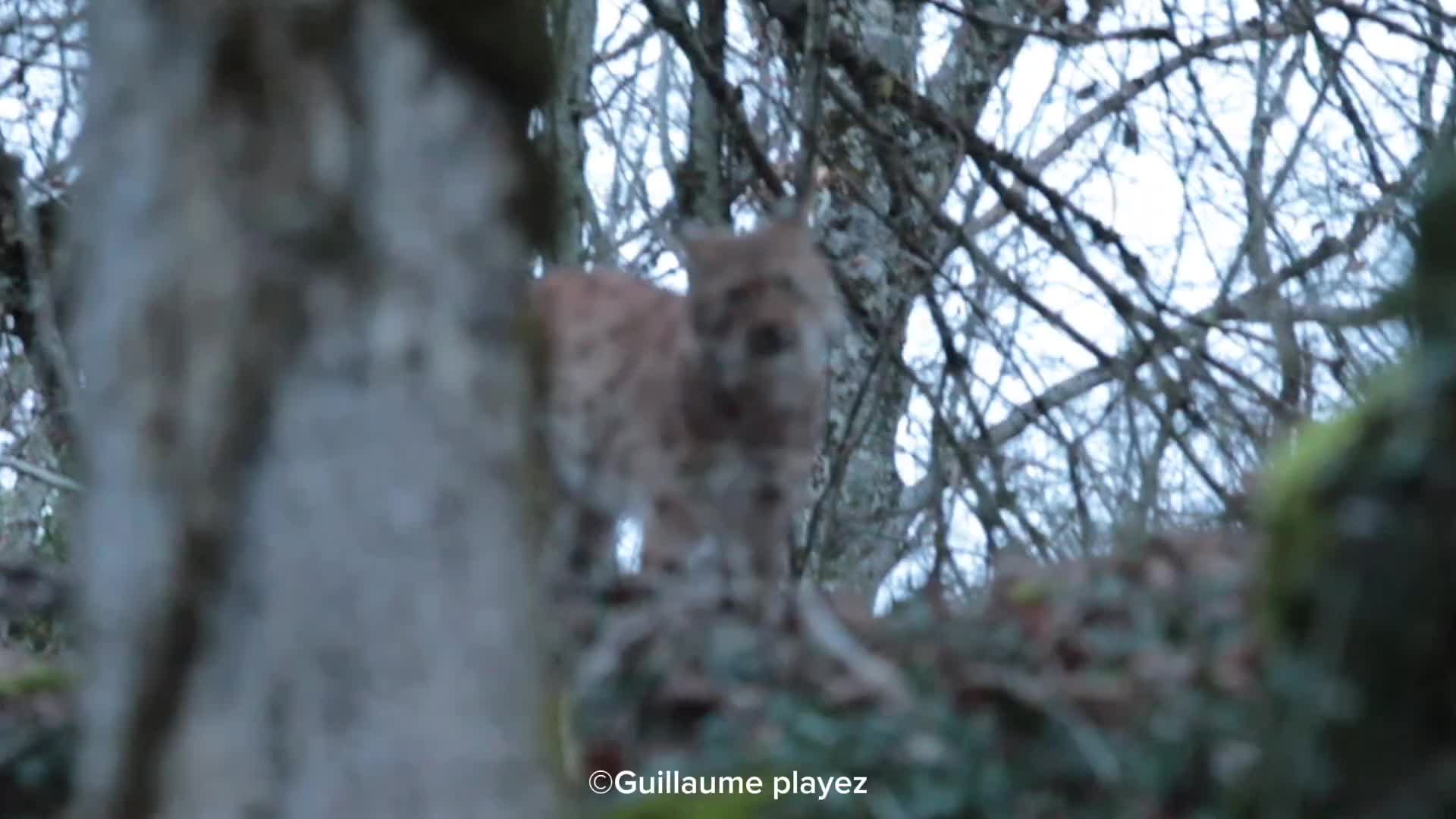 @Guillaume Photographie