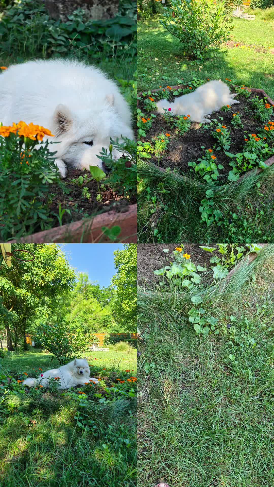 @Lovely Snow Diamonds Samoyed