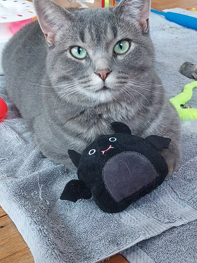 @Satan Kitty