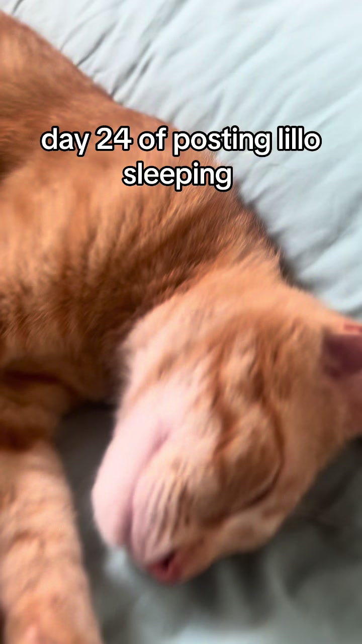 @lillo🐱🐈🐾