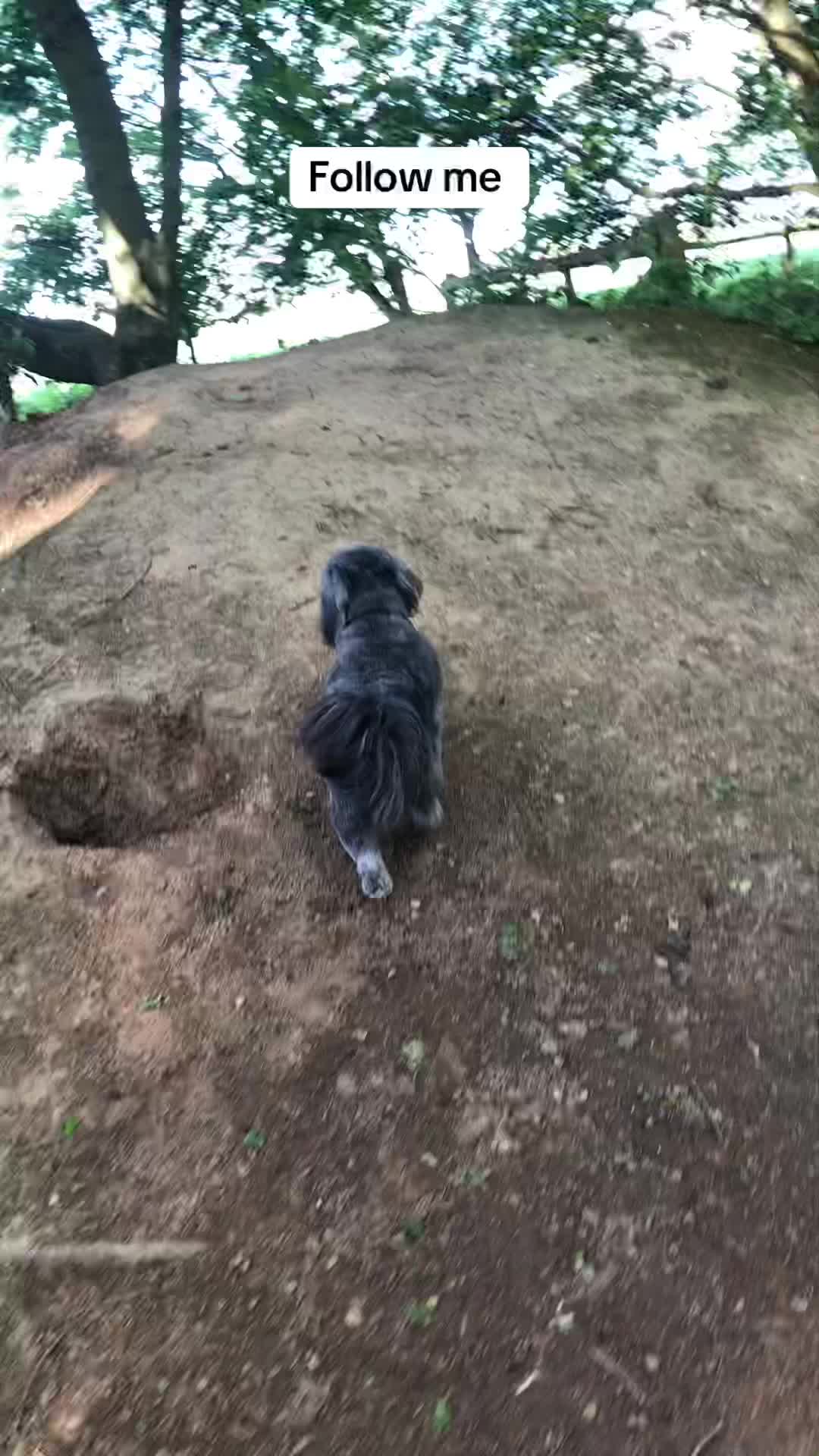 @Mimi the Shihtzu