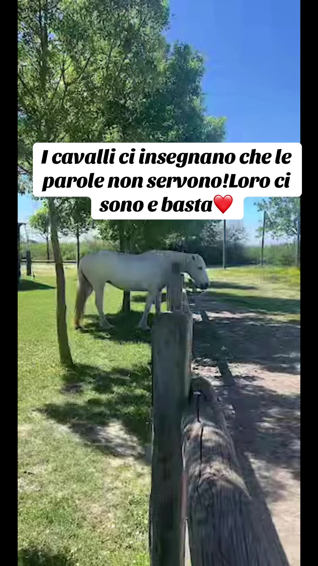 @Passione animali ❤️
