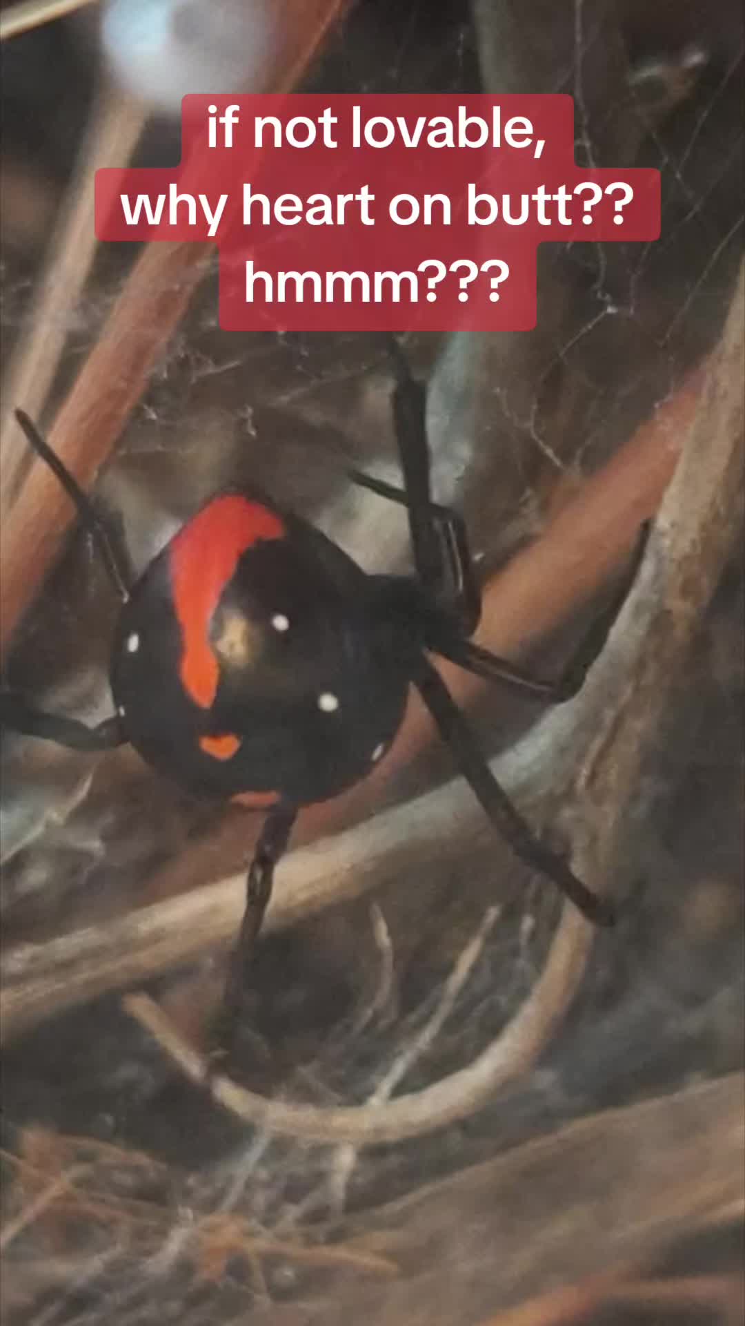 @Bestiesbeasties