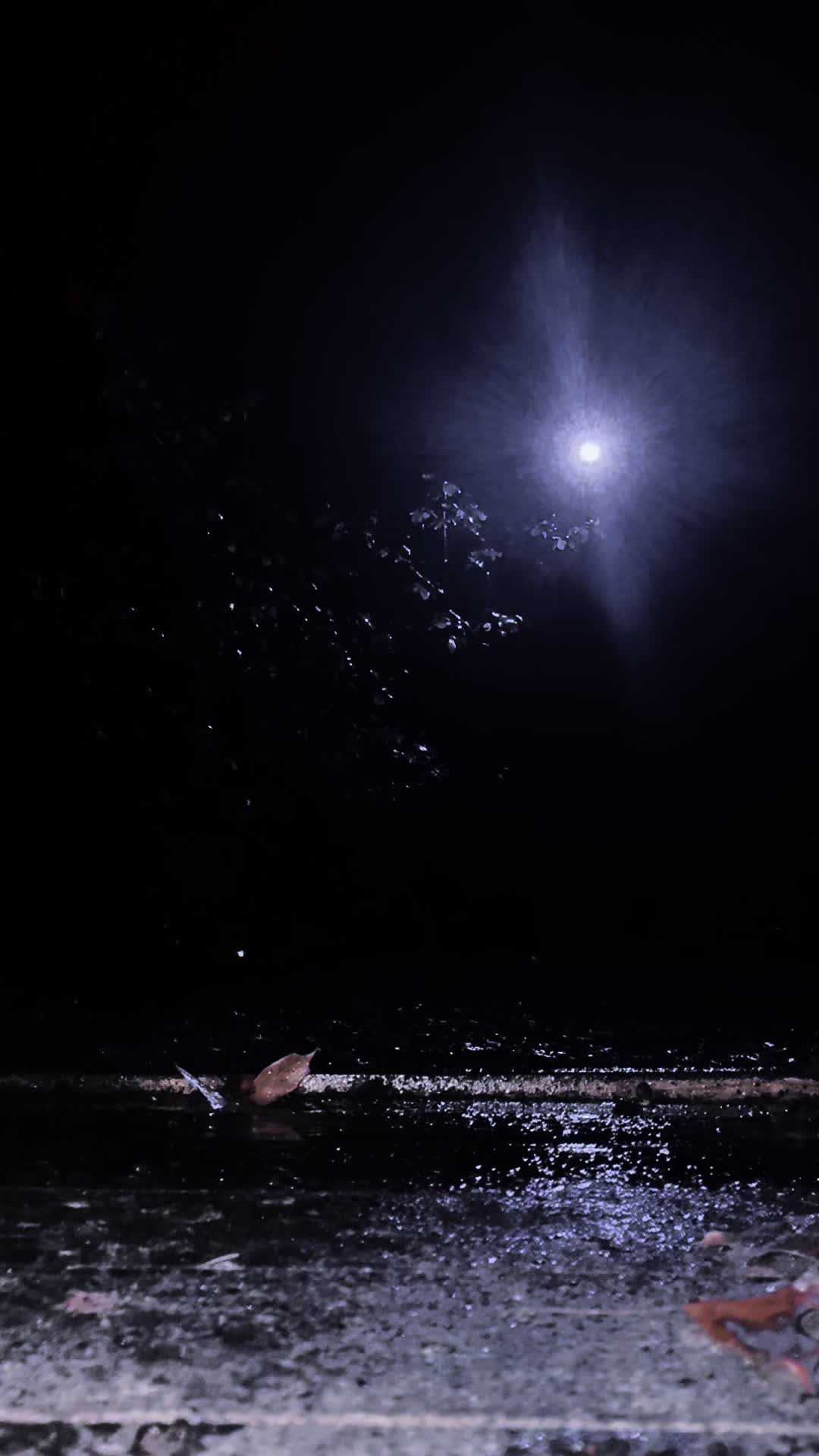 @݁ᛪ༙݁ P R O P H E T ݁ᛪ༙݁