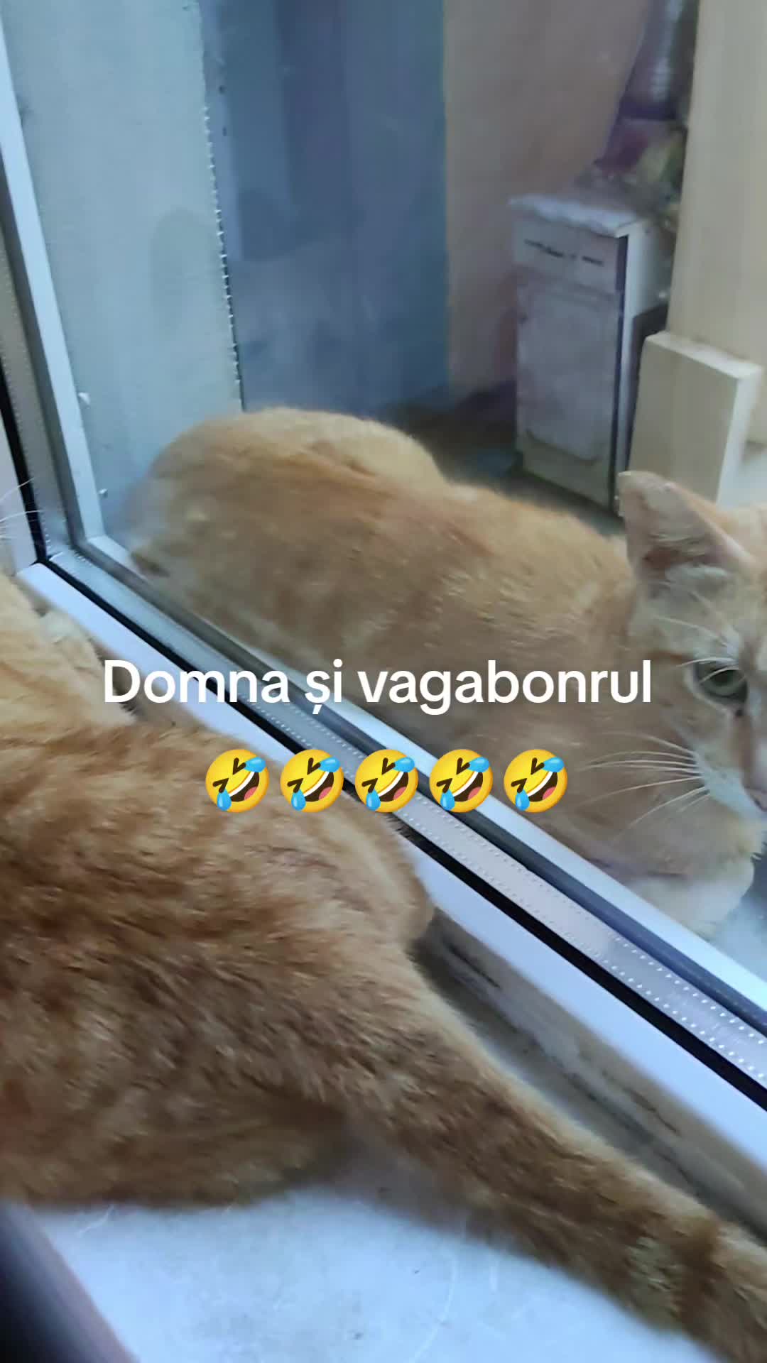 @Steluța Lăcătuş