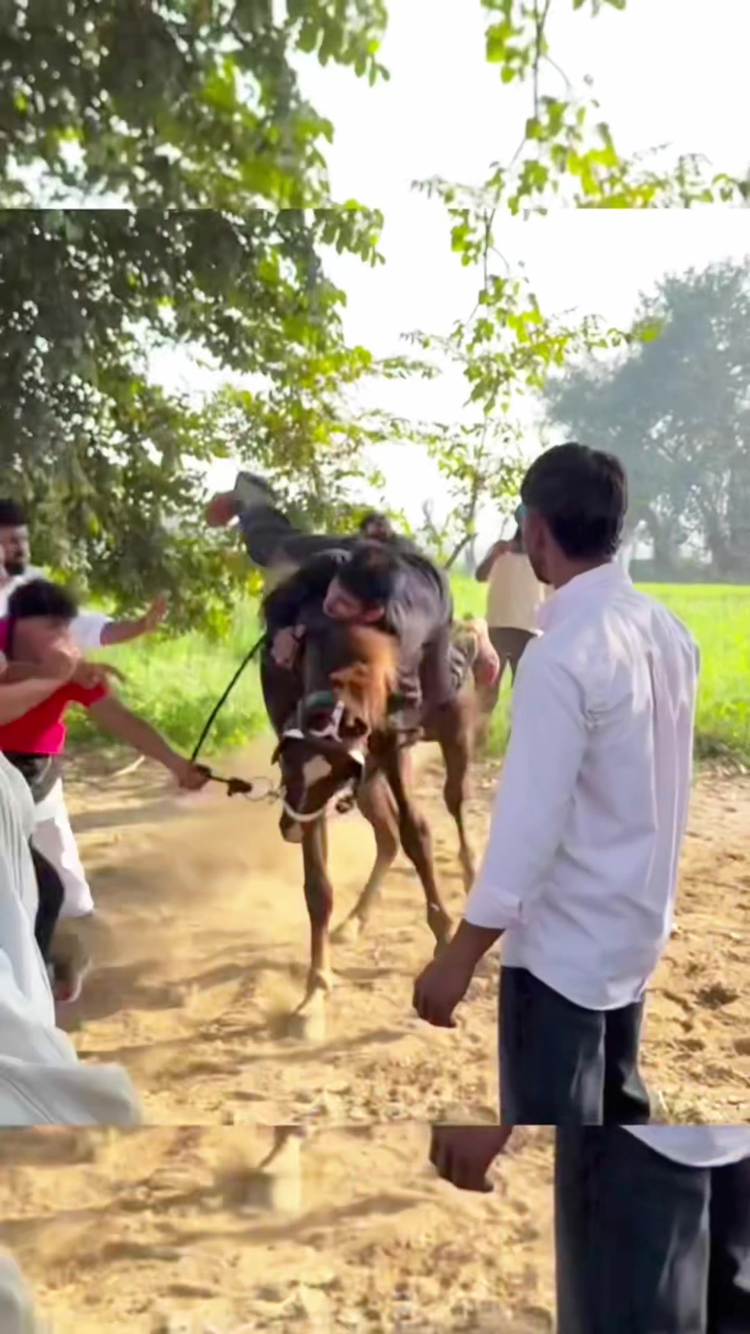 @🏇 MARWARI HORSE RACING 🏇