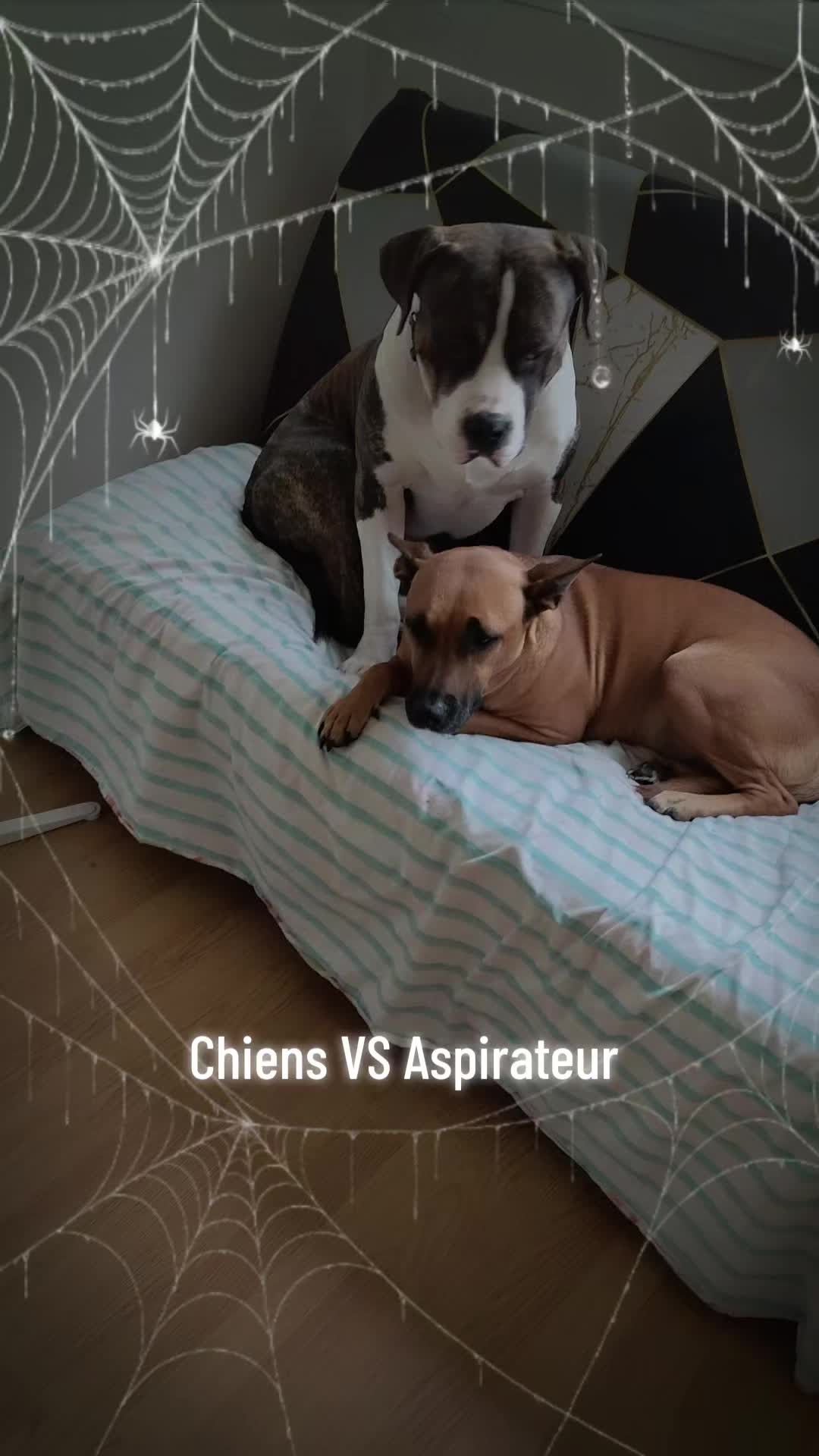 @Odin & stella