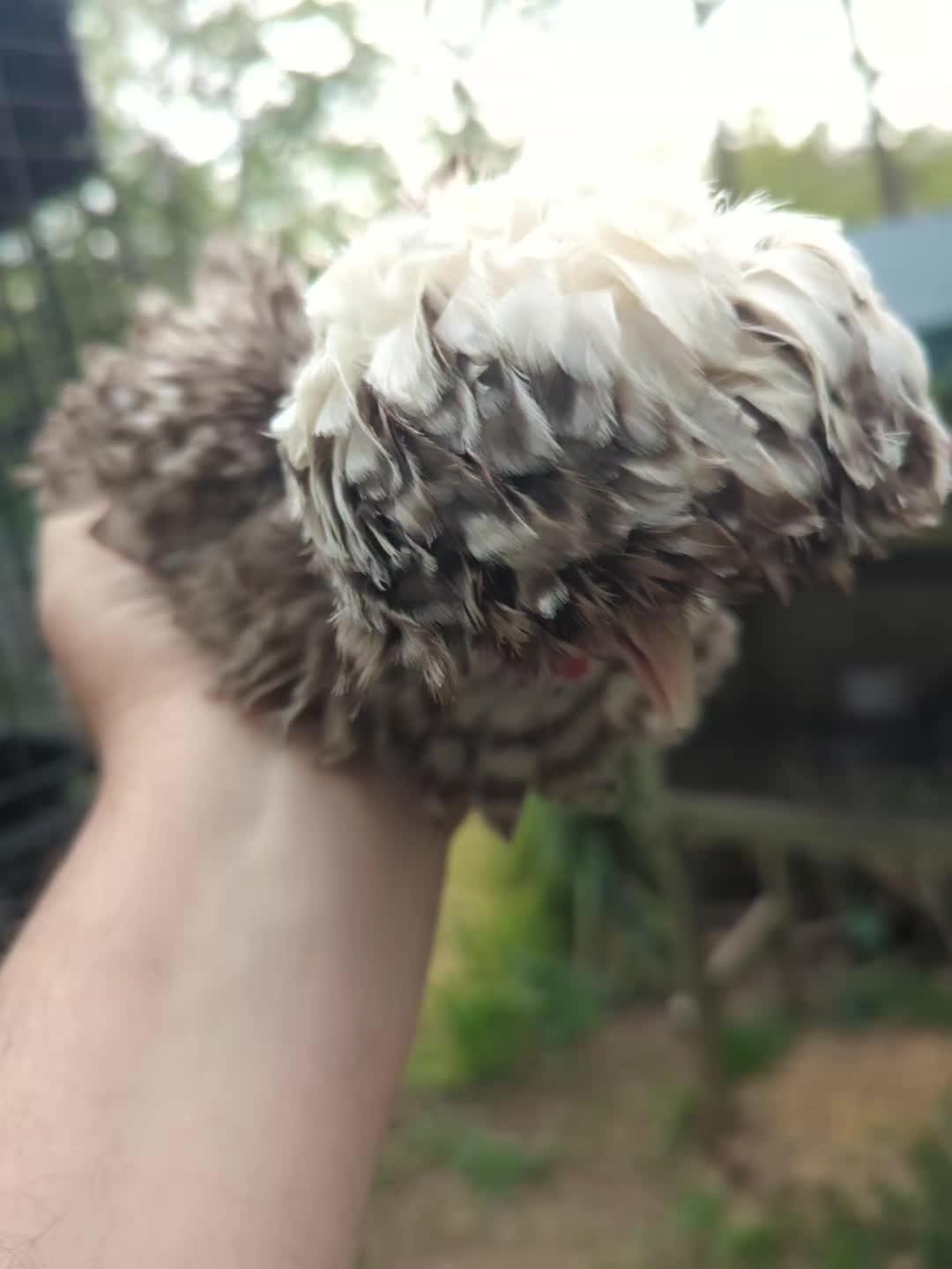 @Daybird Aviaries
