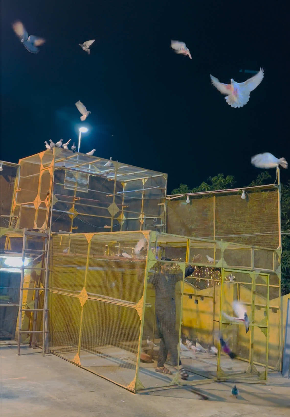 @Dar pigeons club