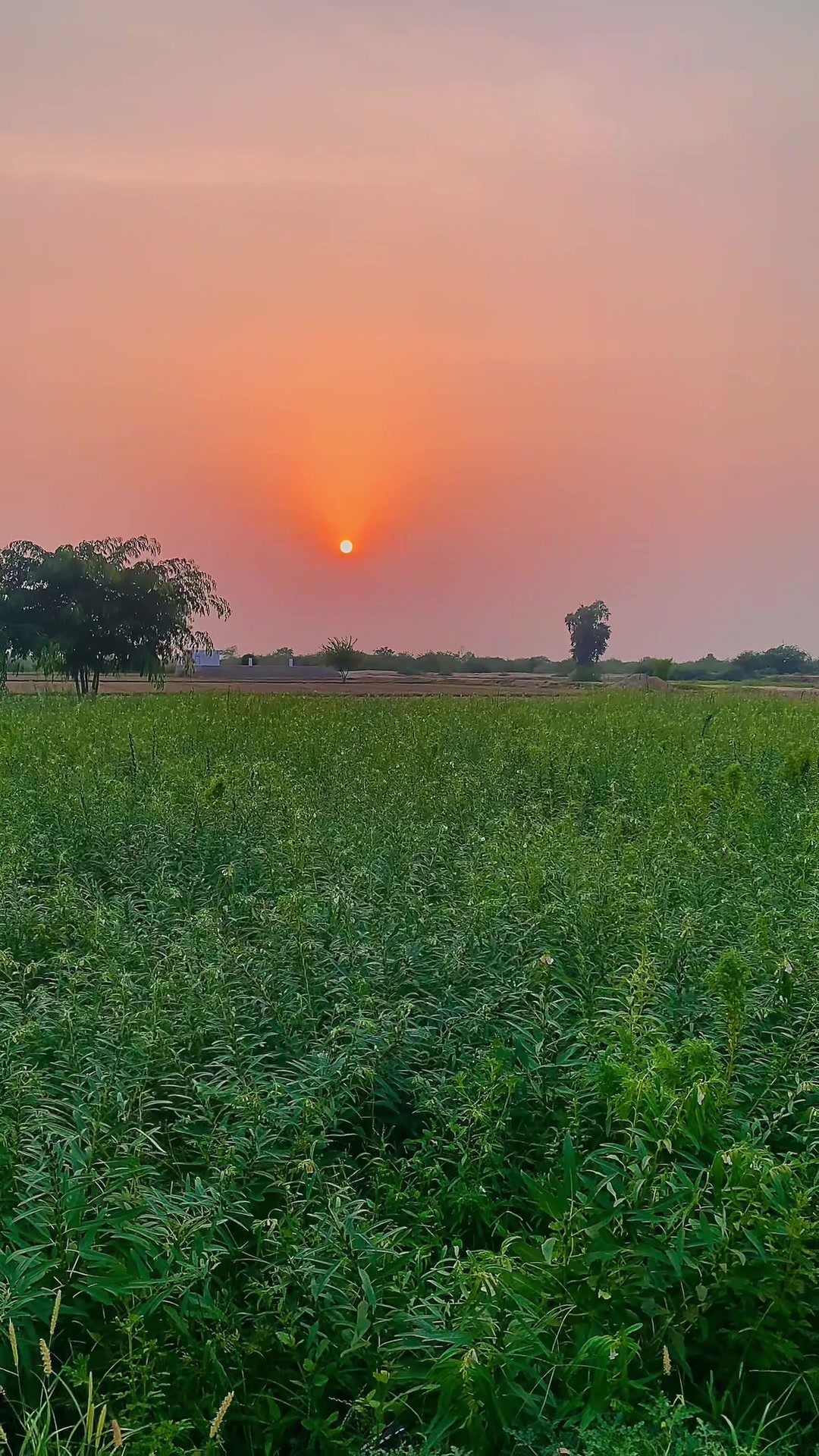 @پنجاب زادہ🌿