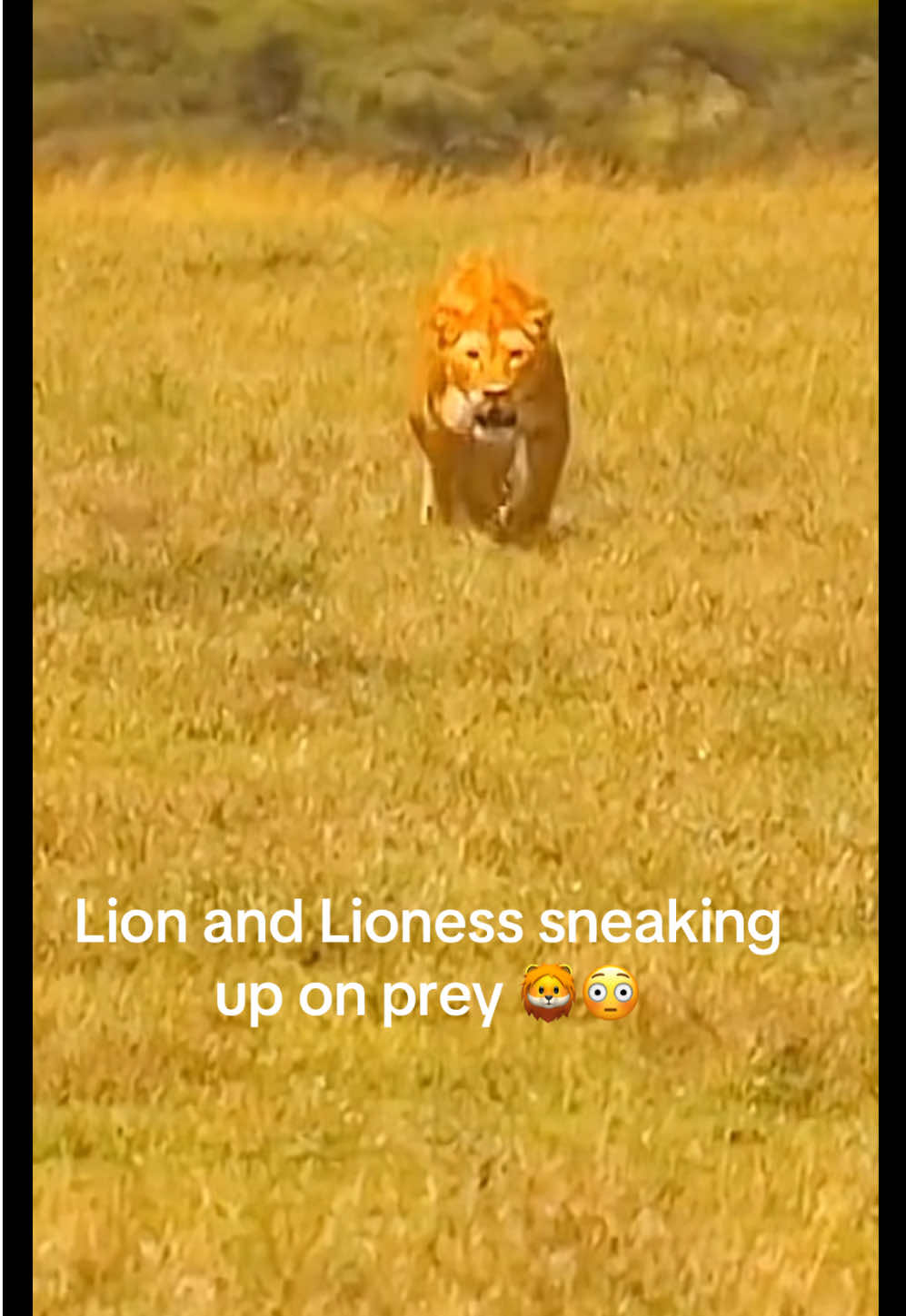 @KJ@LoveAnimalsEpicNature