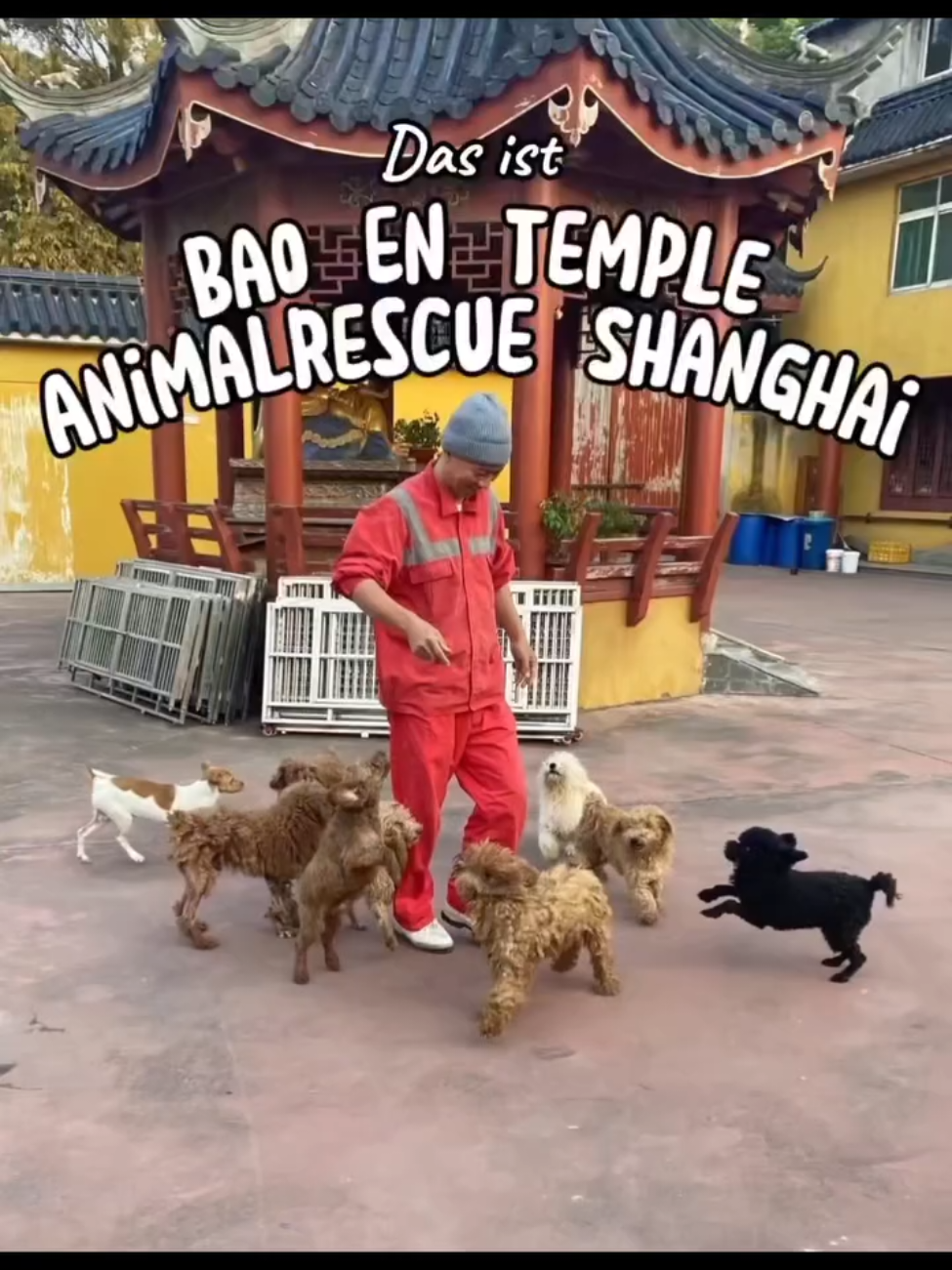 @Bao_En_Temple_animalrescue