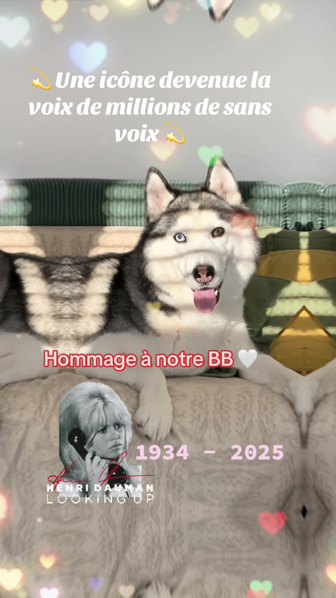 @🐺 PAKO Husky Sibérien