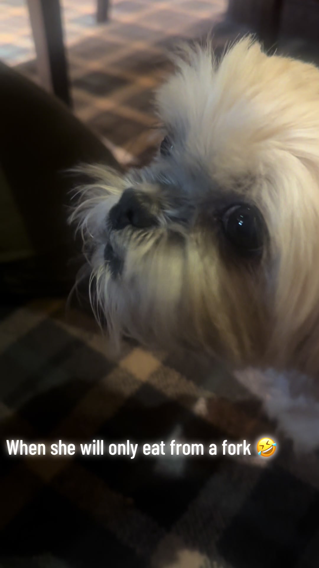 @🐾💕 Bessie Boo 💕🐾