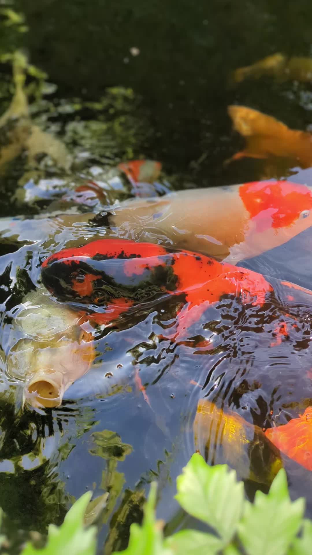 @B&M Aquatics