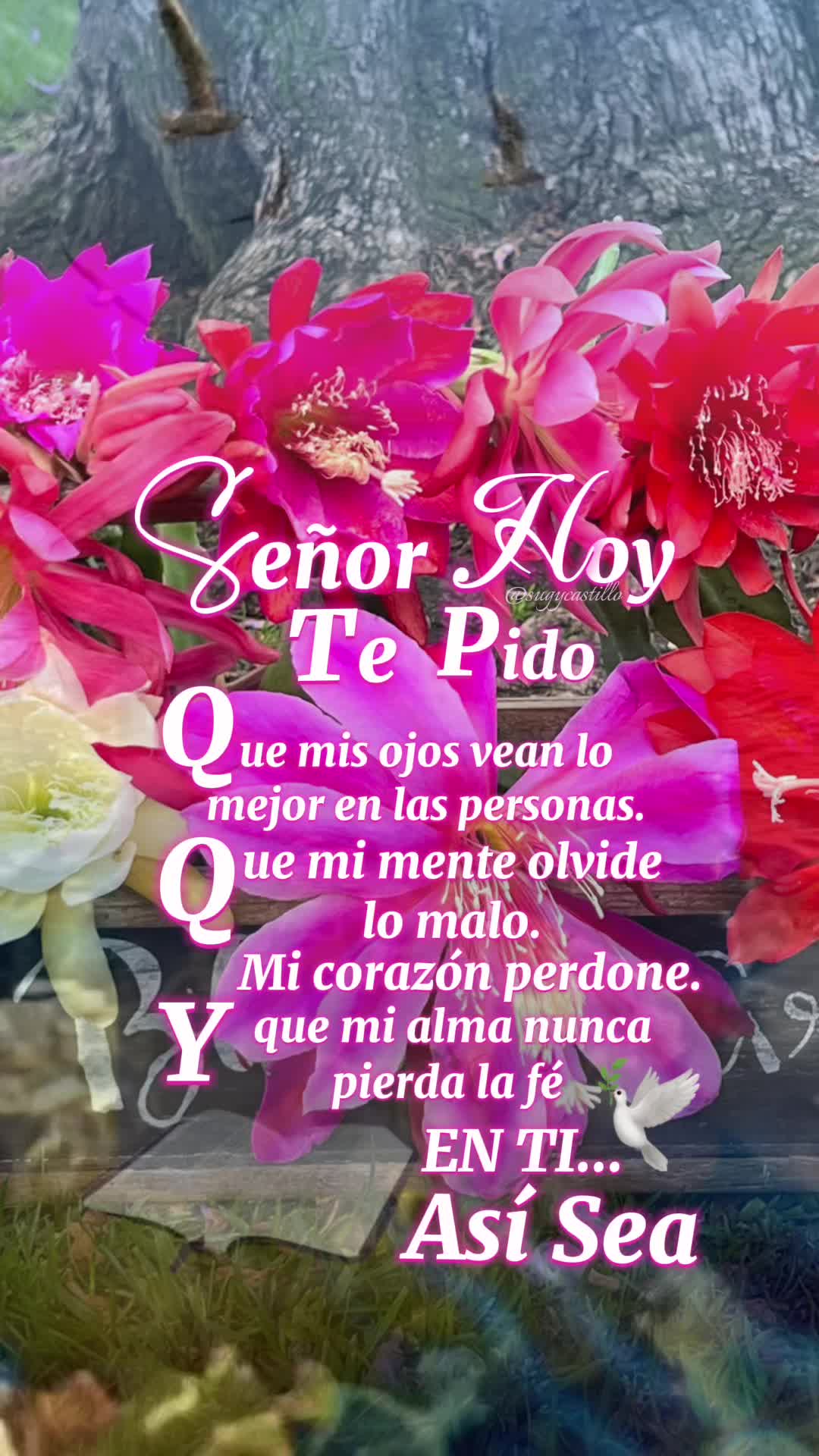 @Maria succulents 🕊️🐚